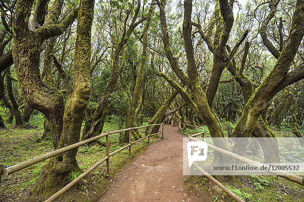 Kanarische Inseln  La Gomera  Garajonay Nationalpark  Regenwald