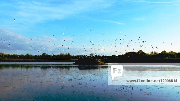 Vogelschwarm über dem See  während sich ihre Spiegelungen über das Wasser bewegen