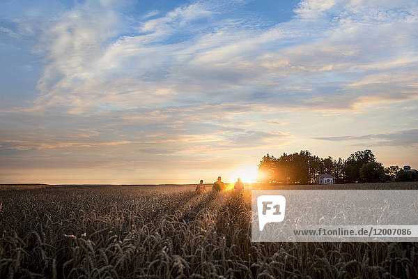 Distant Caucasian men in field of wheat at sunset