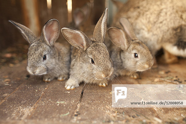 Nahaufnahme von Kaninchen auf Holzboden