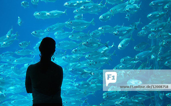 Silhouette of Caucasian woman admiring fish at aquarium