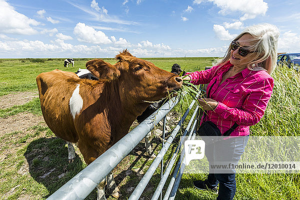 Kaukasische Frau füttert Kuh