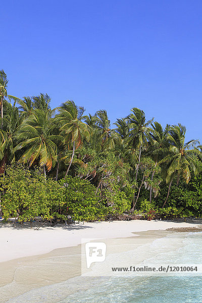 Malediven  Insel Fihalhohi  Resort  Strand  Palmen
