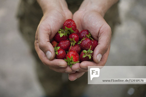 Hände einer Frau halten Erdbeeren