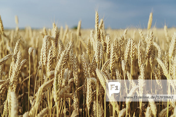 Field of golden wheat