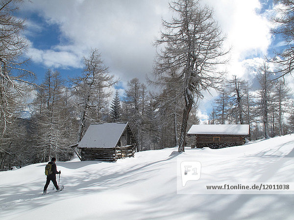 Österreich  Nordtirol Stubaier Alpen  Eulenwiesen  ein einsamer Mann wandert mit Schneestiefeln im Neuschnee zu 2 kleinen Holzhütten in einem Lärchenwald