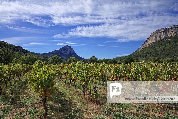 France Herault Pic-Saint-Loup protected natural site vineyard AOC hills of Languedoc