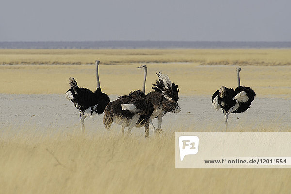 Afrika  Südliches Afrika  Namibia  Provinz im Norden: Omusati  Nationalpark: Etosha  Strauß (Struthio camelus)