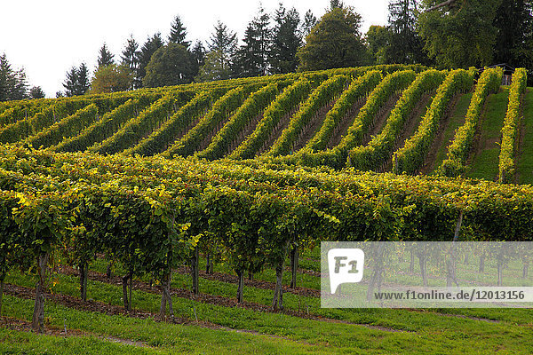 France Aquitaine Pyrenees Atlantiques region of Bearn Gan Jurancon vineyard
