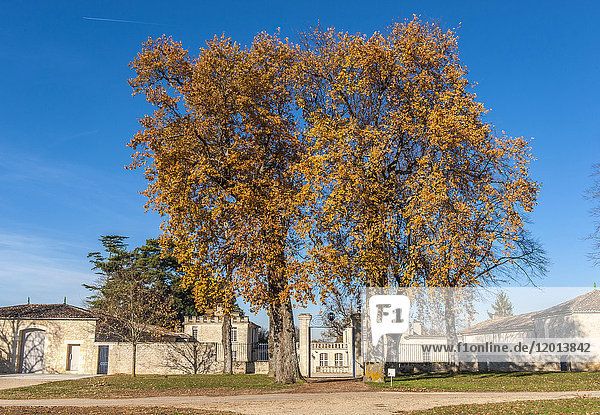 France Gironde St Emilionnais two oaks in front of the Chateau de Ferrand