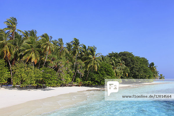 Malediven  Insel Fihalhohi  Strand  Palmen