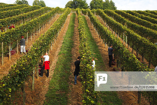 France Aquitaine Pyrenees Atlantiques region of Bearn Gan Jurancon vineyard