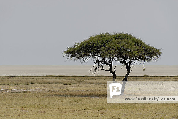 Afrika  Südliches Afrika  Namibia  Provinz im Norden: Omusati  Nationalpark: Etosha