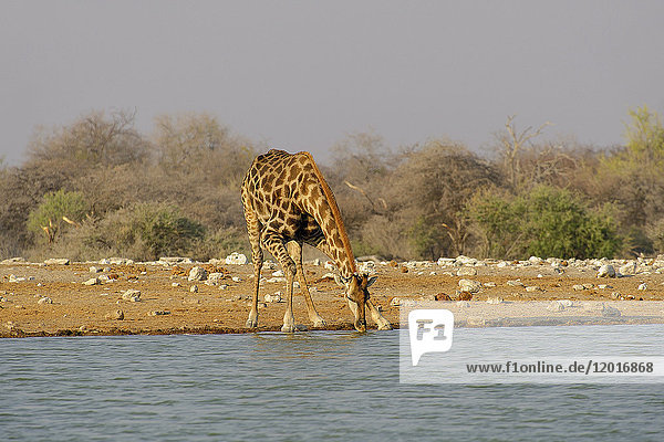 Africa  Southern Africa  Namibia  Province the North: Omusati  National park: Etosha  Giraffe (Giraffa Camelopardalis)