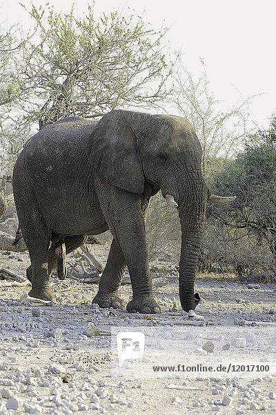 Afrika  Südliches Afrika  Namibia  Provinz im Norden: Omusati  Nationalpark: Etosha  Savannen-Elefant (Loxodonta africana)