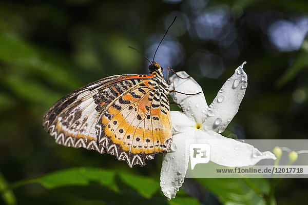 Nahaufnahme eines Schmetterlings auf frischem weißen Jasmin