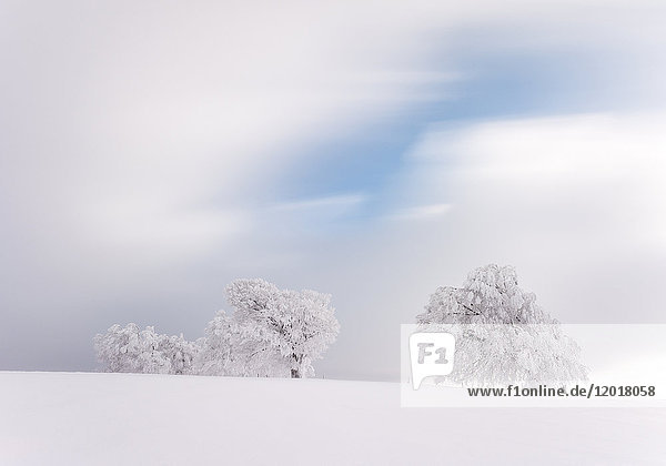 Verschneite Bäume auf dem Schauinsland Schwarzwald BRD