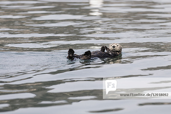 Otter schwimmend auf dem Fluss