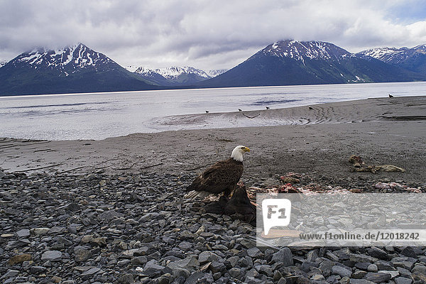 Bald eagle perching on dead animal against sky  Anchorage  Alaska  USA