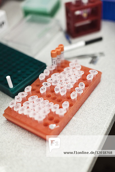 Hochwinkelansicht verschiedener Fläschchen im Rack auf dem Tisch im Labor