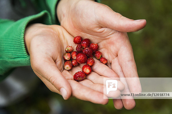 Cropped hand of person holding fresh wild strawberries