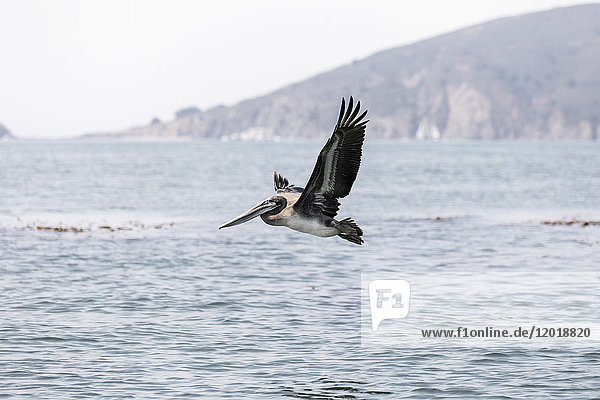 Pelikan fliegt über das Meer