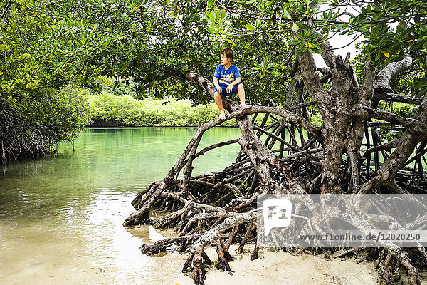 A kid sitting on a mangrove treetrou cochon  Martinique  France