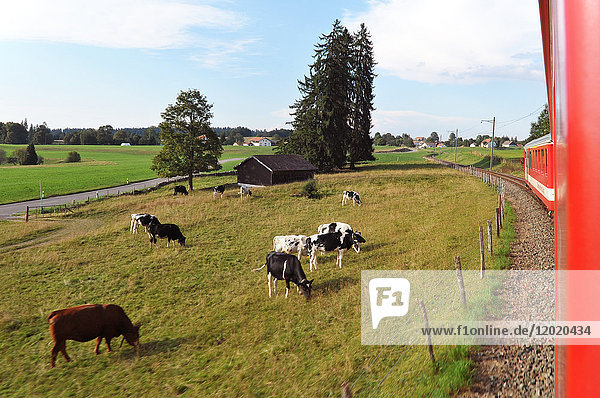 Schweiz  Kanton Jura  Freiberge  kleine Bahnstrecke zwischen La Chaux de Fond und Le Boechet. Blick aus dem Zug auf grasende Kühe auf einer Weide entlang der Bahnlinie