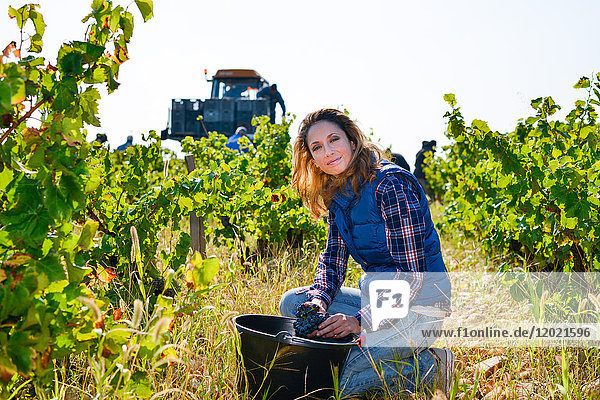 cheerful young woman oenologist wine specialist checking if grapes are ready to be harvested in vineyard during wine harvest season autumn- Cepage Grenache  Chateauneuf du Pape  cotes du Rhone  France