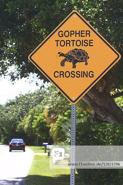 USA  Florida. Sanibel-Insel. Schildkrötenüberquerung