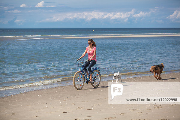 Young women with dogs riding a bike on the beach.  Pas de Calais  Bitch.