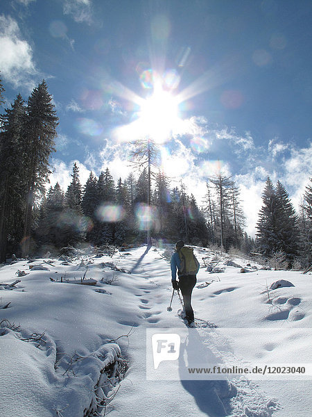 Österreich Nordtirol  Stubaier Alpen  ein einsamer Mann wandert mit Schneestiefeln im Neuschnee gegen die Sonne in einem Lärchenwald