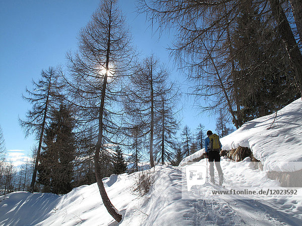 Österreich Nordtirol  Seefeld  ein einsamer Mann wandert mit Tourenskiern durch einen Lärchenwald