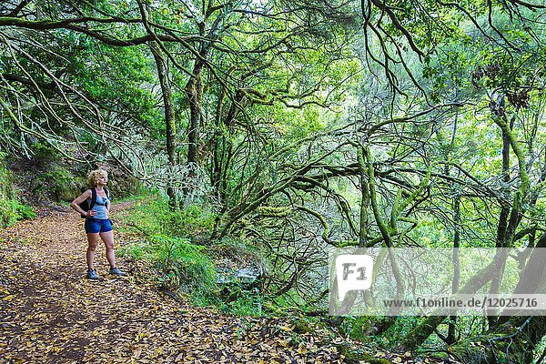 Woman hiking in a laurisilva forest. Levada das 25 Fontes route. Madeira  Portugal  Europe.