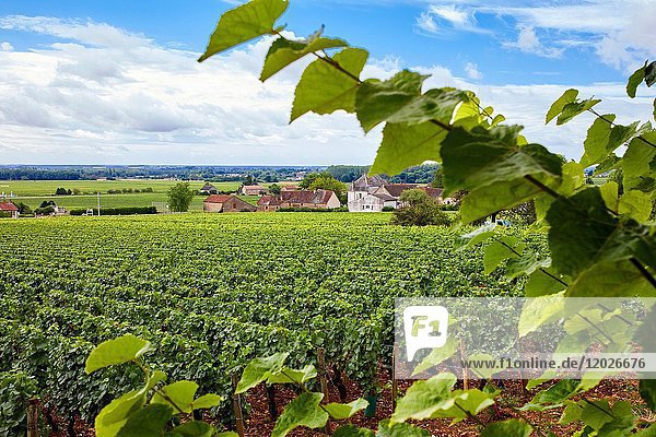 Pinot noir vineyards  Aloxe-Corton  Côte de Beaune  Côte d'Or  Burgundy Region  Bourgogne  France  Europe