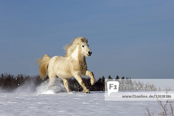 Icelandic horse running along on a white  snow covered meadow  Lennestadt  Siegerland  North-Rhen-Westphalia  Germany  Europe.