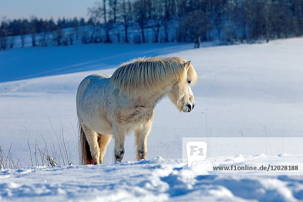 White Icelandic horse standing on his snow covered meadow and looking to the side  standng on a white snowy medow  Lennestadt  Siegerland  North-Rhein-Westphalia  Germany  Europe.