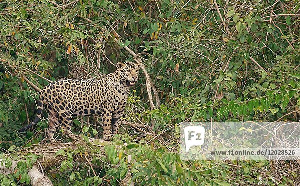Jaguar (Panthera onca) hält Ausschau dichte Ufervegetation Pantanal Mato Grosso Brasilien Südamerika