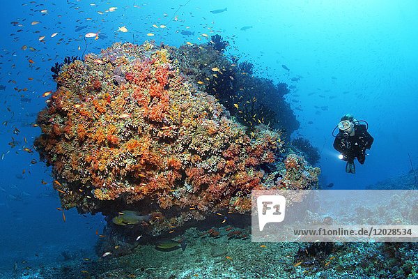 Taucher  Korallenriff  Korallenblock  verschiedene rote Weichkorallen (Dendronephthya sp.) und Schwarm von Fahnenbarschen (Pseudanthias sp.)  Indischer Ozean  Malediven  Asien