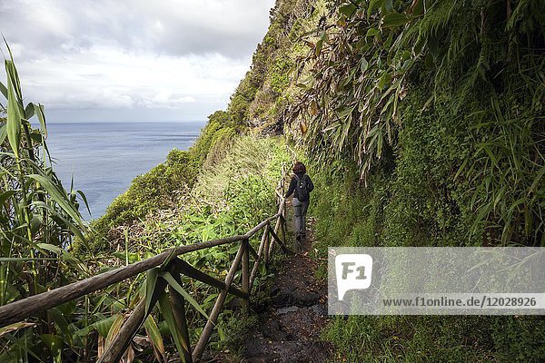 Hiker on a hiking trail on the south coast near Faja de Lopo Vaz  island of Flores  Azores  Portugal  Europe