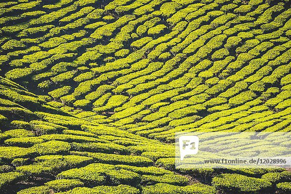 Hill with tea plantations  tea growing  Cameron Highlands  Tanah Tinggi Cameron  Pahang  Malaysia  Asia