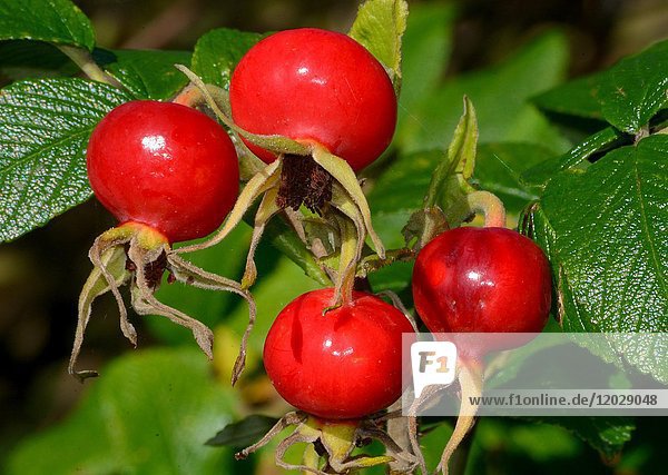 Rote Früchte der Hagebutte (Rosa Rugosa) Scania Schweden Europa