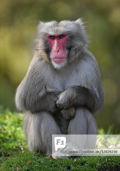Japanese macaque (Macaca fuscata) sits in the grass  captive