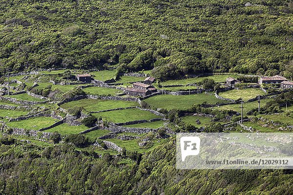 Landschaft mit Steinmauern und Wiesen  typische Steinhäuser  bei Fajazinha  Insel Flores  Azoren  Portugal  Europa