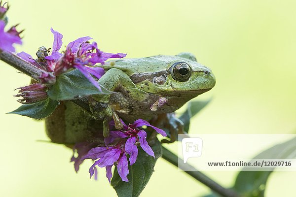 Laubfrosch (Hyla arborea)  sitzt auf Blutweiderich (Lythrum salicaria)  Nordrhein-Westfalen