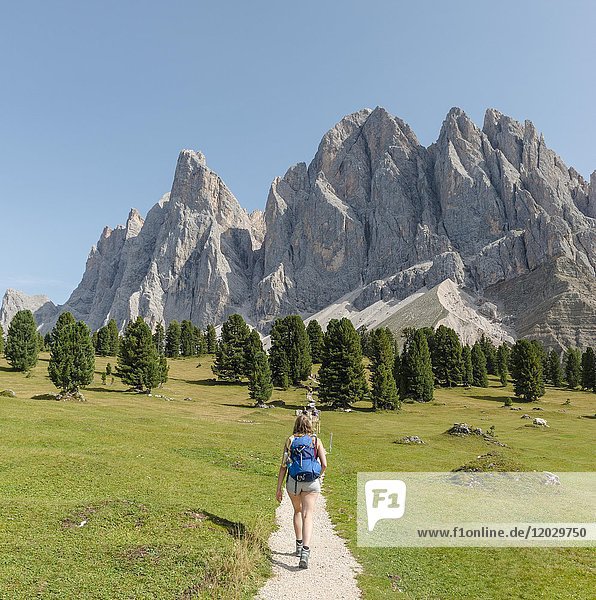 Wanderer auf Wanderweg bei der Gschnagenhardt Alm  Villnößtal unterhalb der Geislerspitzen  hinter der Geislergruppe  Sass Rigais  Dolomiten  Südtirol  Italien  Europa