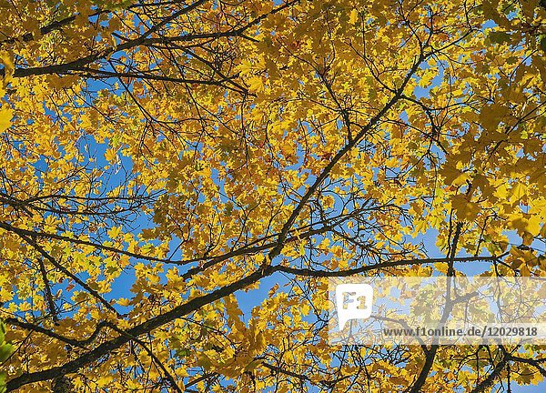 Gelbes Laub auf Ahorn (Acer)  Herbst  Bayern  Deutschland  Europa