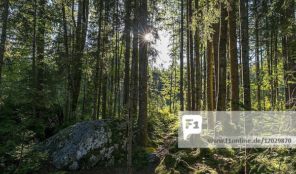 Sonne scheint durch den Wald  Zauberwald  Ramsau  Nationalpark Berchtesgaden  Berchtesgadener Land  Oberbayern  Deutschland  Europa