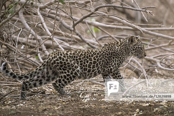 Leopard (Panthera pardus) Jungtier Mashatu Game Reserve Tuli Block Botswana Afrika