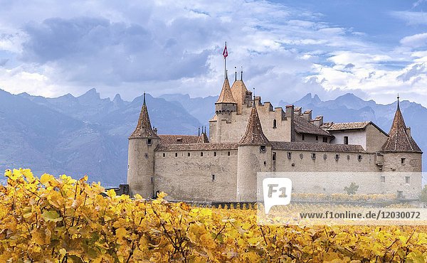 Aigle Castle surrounded by vineyards  Aigle  Vaud  Switzerland  Europe